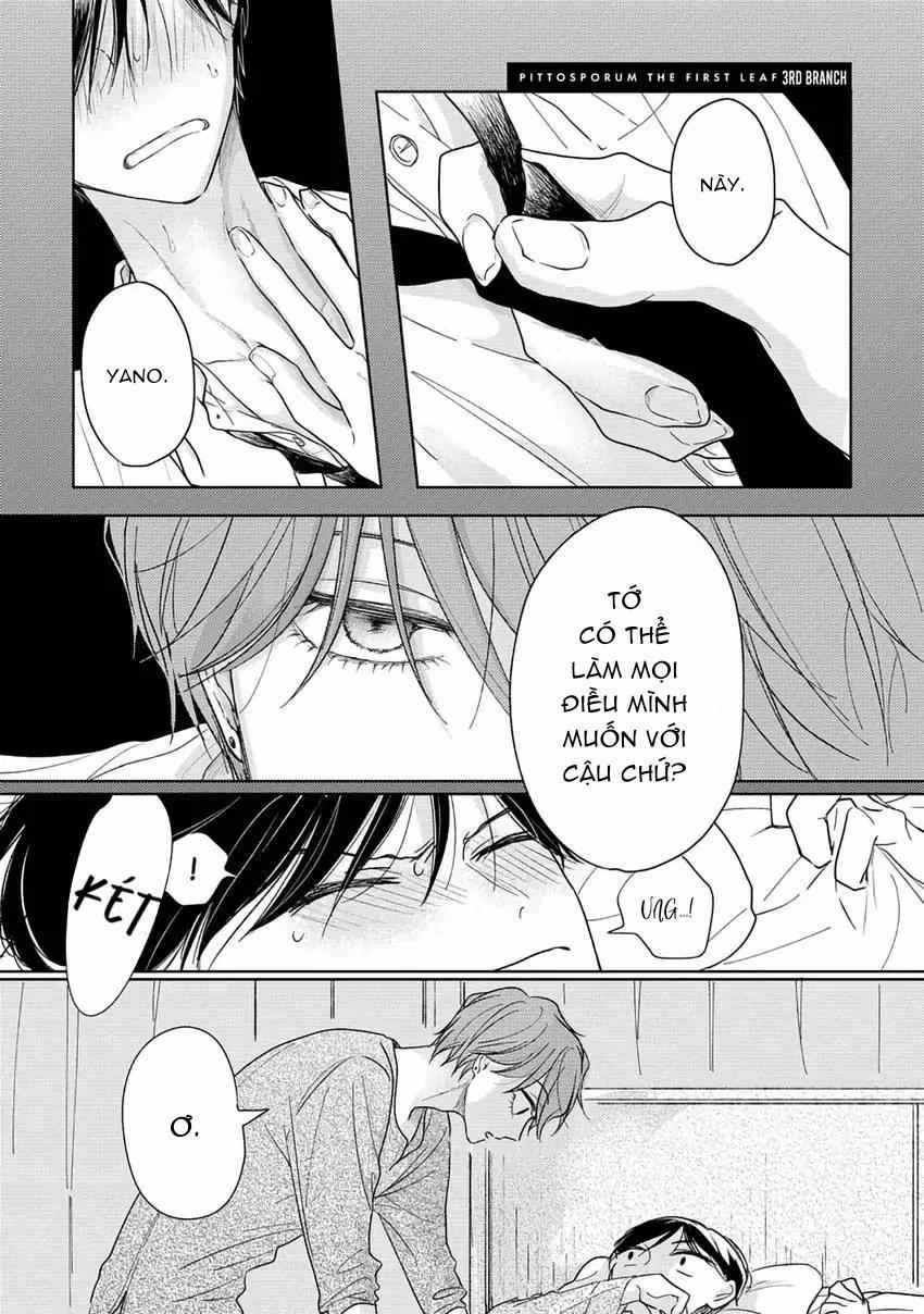 Pittosporum-Shino Makami 3 trang 0